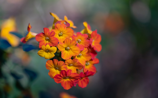Extreme closeup of bright orange and yellow flowers highlighted against a blurred background.
