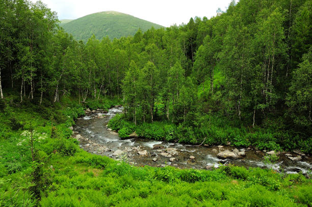 istock A small mountain river flowing in a stormy stream through a summer forest after a rain. 1333501865