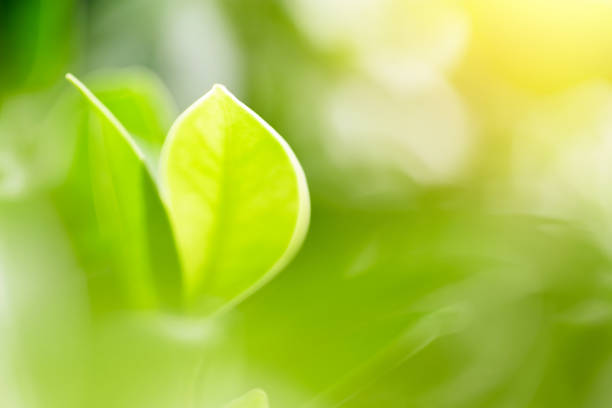 istock Nature green backgrounds, Selective and soft focus, Green leafs in garden under sunlight, Natural green leaves plants for environment ecology concepts or greenery wallpaper background 1333502459