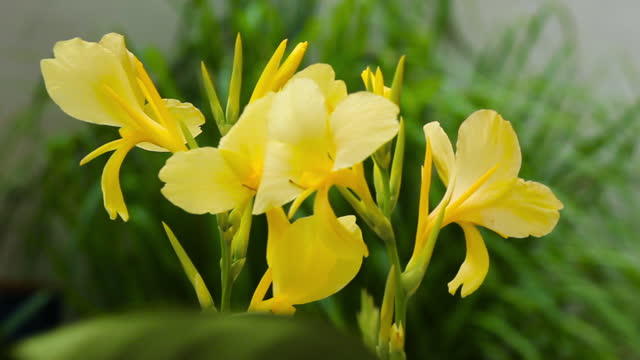 Yellow Canna flower.