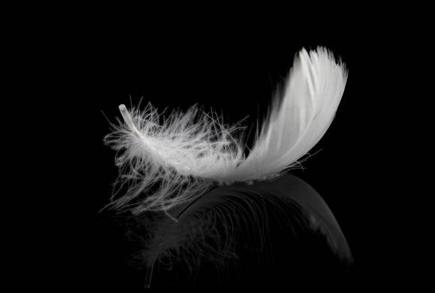 istock Soft White Fluffy Feather on Black Background. Space Advertising, Banner Ads, Logo Lightly Concept. 1333503983
