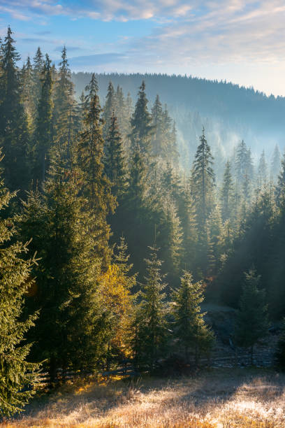 istock coniferous forest at foggy sunrise 1333504026