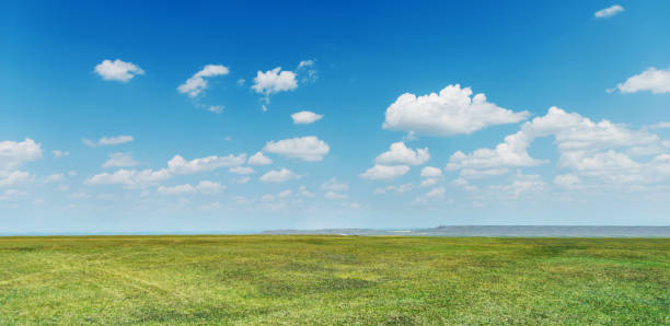 istock Green grass field with blue sky 1333504598