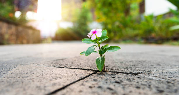 istock Pink flower growing through crack pavement 1333504601