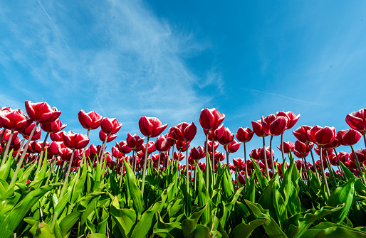red tulips in flower field, focus on the foreground