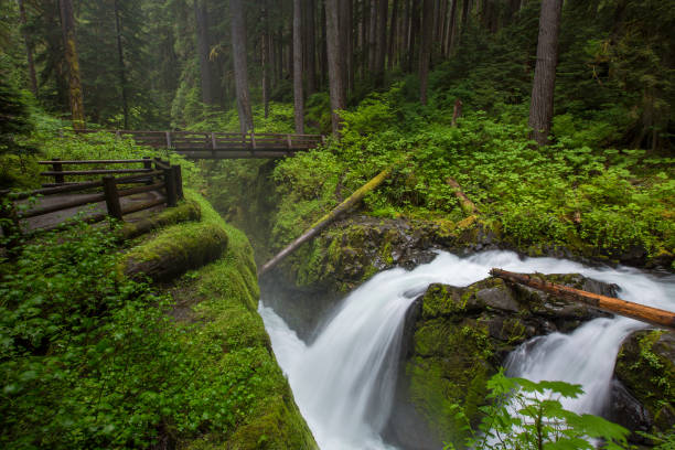 워싱턴 주 올림픽 국립공원의 활기차고 무성한 녹색 열대 우림과 솔 둑 폭포 - stream forest waterfall zen like 뉴스 사진 이미지