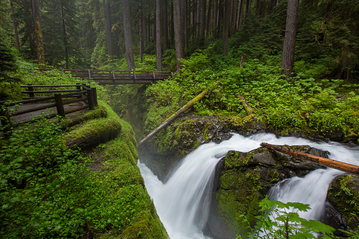 Vibrant, lush green rain forest and Sol Duc Falls in Olympic National Park in Washington state