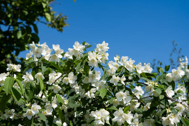 istock blooming jasmine bush on a sunny day 1333504963