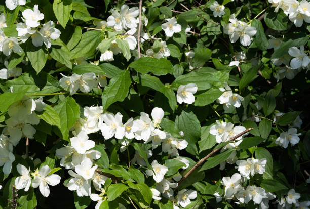 istock blooming jasmine bush on a sunny day 1333504972