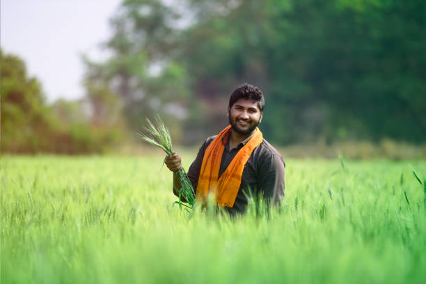 Indian farmer holding crop plant in his Wheat field Indian farmer holding crop plant in his Wheat field village maharashtra stock pictures, royalty-free photos & images