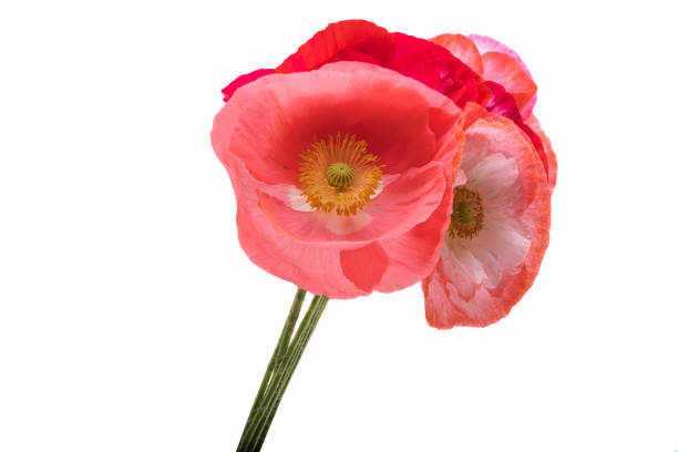 istock beautiful poppies isolated 1333507540