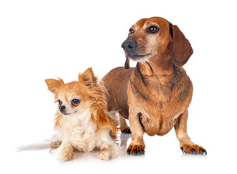 brown Dachshund and chihuahua  in front of white background