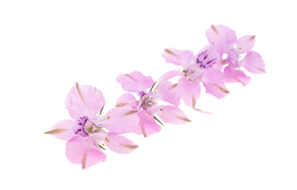 istock perennial delphinium flower 1333508367