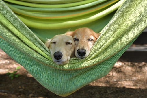 Dogs taking a nap in a hammock.