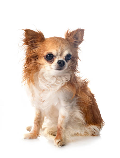 istock little chihuahua 1333508393