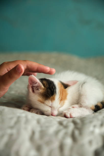 istock beautiful tricolor little pet kitten 1333508660