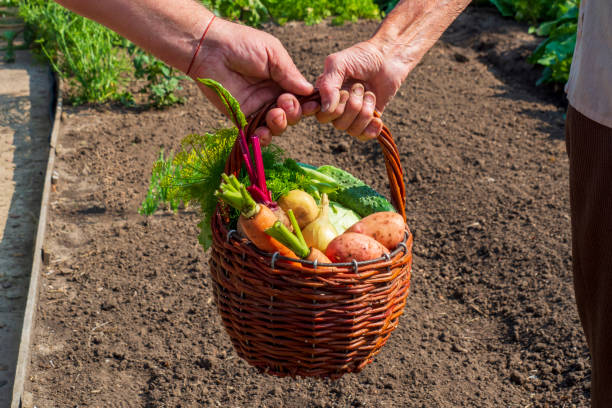 starszy rolnik, pokazuje zebrane plony. - beet vegetable box crate zdjęcia i obrazy z banku zdjęć