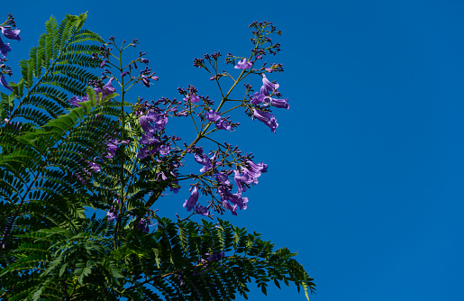 Purple flowers on Jacaranda (Jacaranda mimosifolia) branch on blue sky background. The first blossom on Jacaranda trees in public landscape park 'Krasnodar' or 'Galitsky park' in June 2021