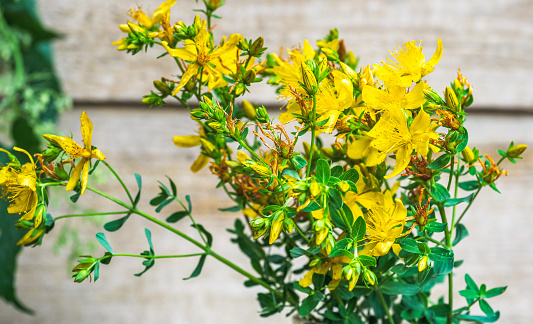 Closeup of yellow Zinnia flower under sunlight using as background natural green plants landscape, ecology wallpaper cover page concept.