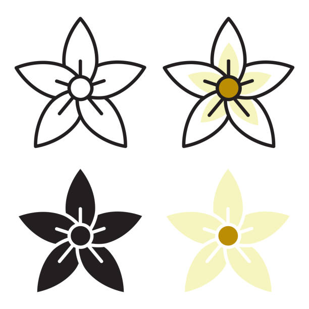illustrations, cliparts, dessins animés et icônes de fleur de vanille. une plante, dont les préparations sont utilisées comme agent aromatique d’huile essentielle. - vanille