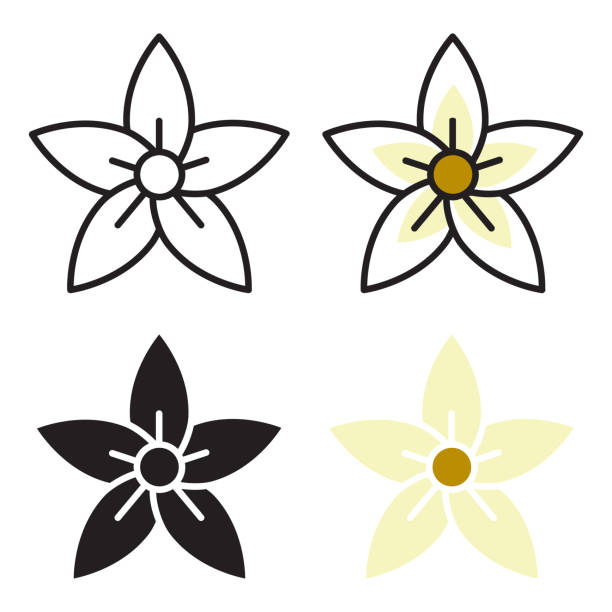 Vanilla flower. A plant, preparations from which are used as an essential oil aromatic agent. Vanilla flower. A plant, preparations from which are used as an essential oil aromatic agent. Vector illustration isolated on a white background for design and web. vanilla stock illustrations