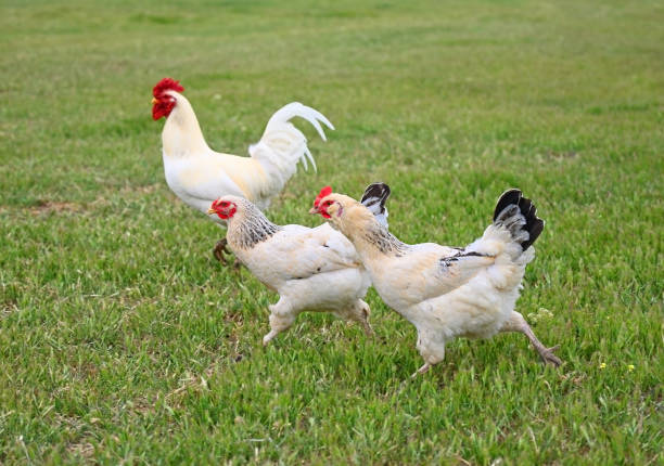 istock Rooster with chickens graze on the green lawn 1333510929