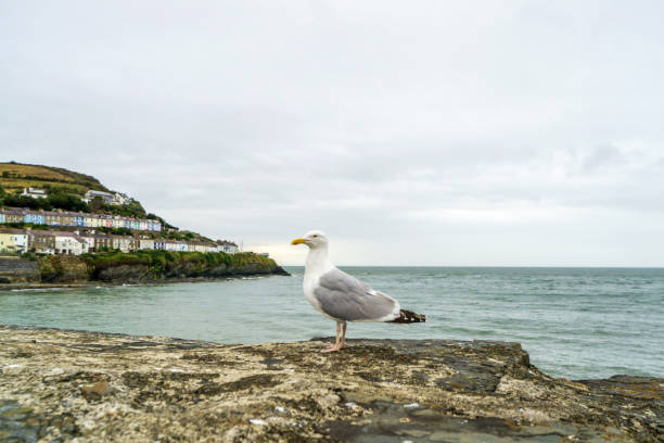 istock Seagull in close up on harbour wall 1333512322