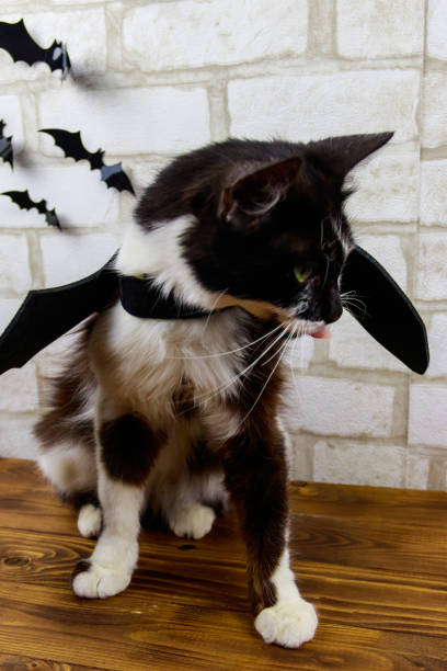 istock Beautiful cat wearing in Halloween bat costume 1333512403