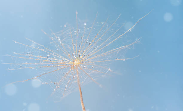 istock Dandelion seed with drops of water on blue.  Abstract macro nature background. 1333514512