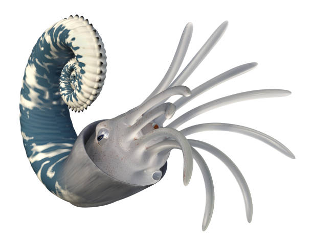 istock Oso Ammonoids Emericiceras isolated on white background 1333514876