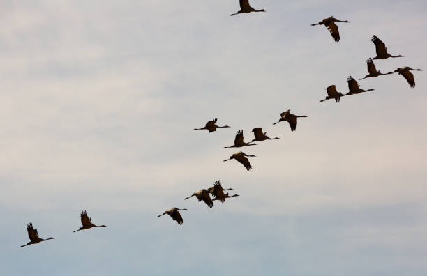 istock Flock of cranes flying in sky 1333515684