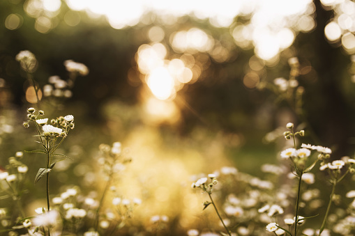 Blurred chamomile or camomile flowers on the yellow sunset in sun rays. High quality photo