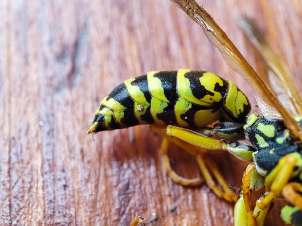 istock Dead wasp shows insect desease. The sting of a wasp 1333516691