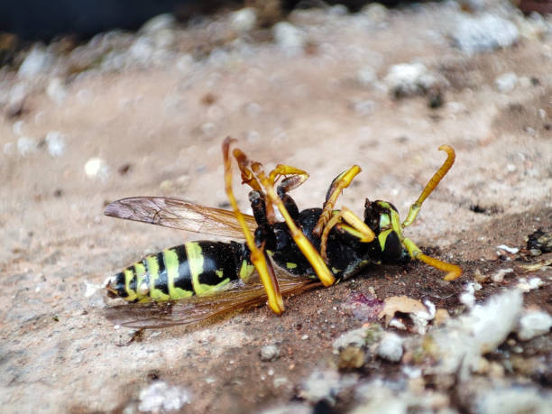 istock Dead wasp shows insect desease. The sting of a wasp 1333516711