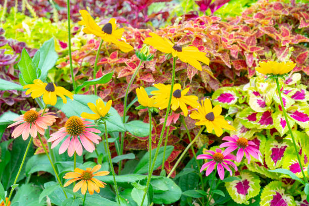 istock Pink and yellow decorative flowers. 1333517179