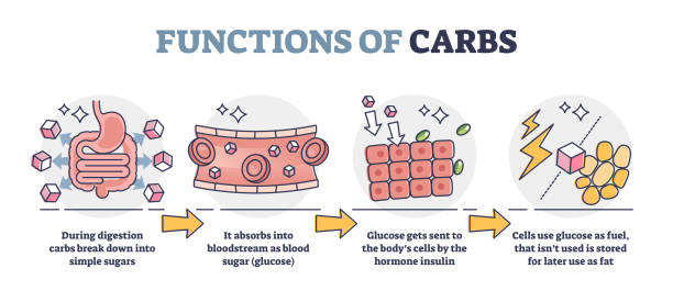 illustrations, cliparts, dessins animés et icônes de fonctions des glucides et des glucides dans le schéma de contour du système digestif - carbohydrate