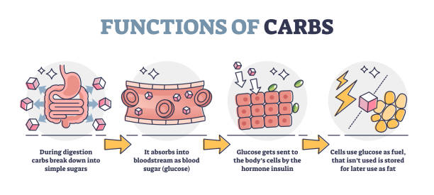 Functions of carbs and carbohydrates in digestive system outline diagram Functions of carbs and carbohydrates in digestive system outline diagram. Educational glucose production explanation with anatomical stages vector illustration. Body cells and hormone regulation. metabolism illustrations stock illustrations