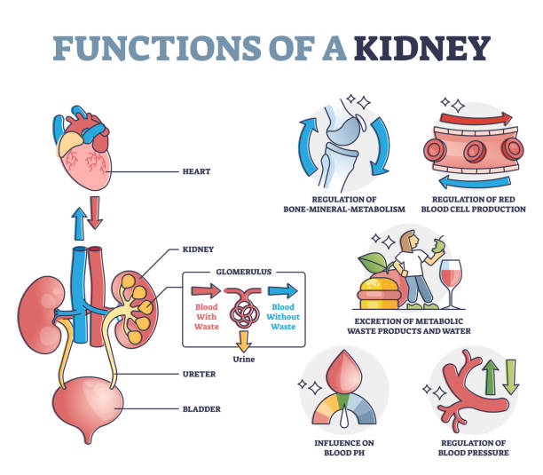 illustrazioni stock, clip art, cartoni animati e icone di tendenza di funzioni del rene con diagramma del contorno del sistema di organi filtrante anatomico - glomerulus