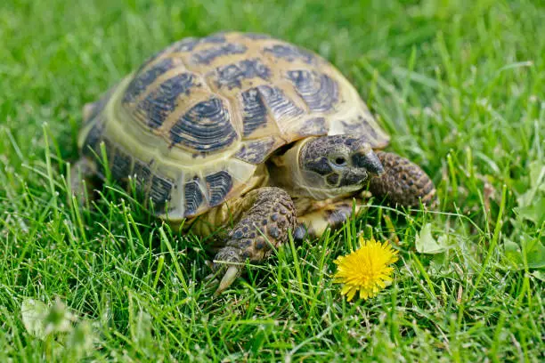 Russian (Central Asian) Tortoise on green grass going to eat a dandelion.