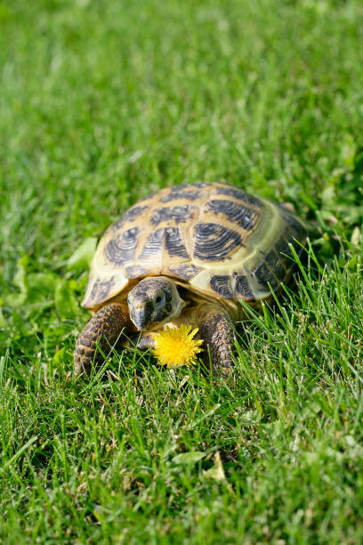 istock Russian Tortoise on green grass going to eat a dandelion 1333518092
