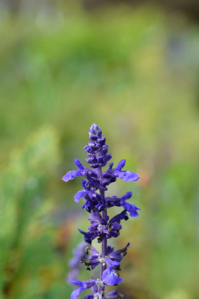 istock Sage Mystic Spires Blue 1333519411