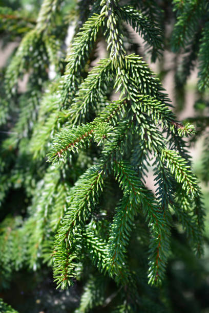 Yellow-tipped Caucasian spruce Yellow-tipped Caucasian spruce - Latin name - Picea orientalis Aureospicata oriental spruce stock pictures, royalty-free photos & images