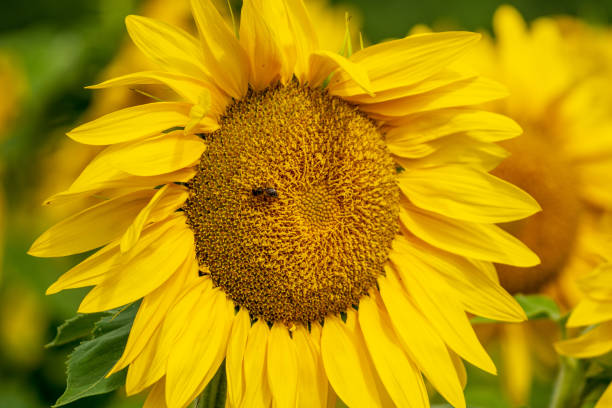 girassol com uma abelha forrageira - macro close up sunflower france - fotografias e filmes do acervo