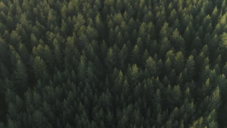 Drone shot flying over stunning forest in Norway during summer