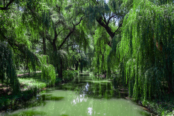 weeping willows over the river in the park weeping willows over the river in the park weeping willow stock pictures, royalty-free photos & images