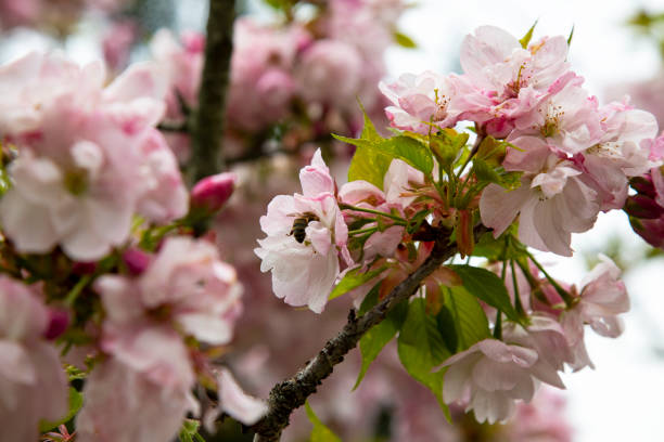 istock Apple tree in bloom. Pink floral background 1333523683