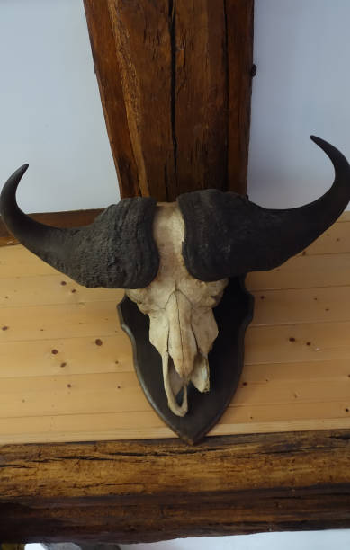 istock Buffalo skull and horns  Home interior decoration 1333524713