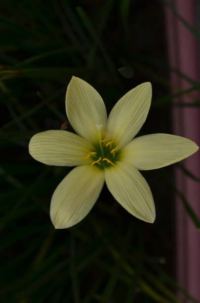 zephyranthes è un genere di piante della famiglia amaryllis. altri nomi giglio pioggia, zephyr lily magic o fairy lily. angiosperme, monocotelle, tracheofiti. fiore di colore giallo. - zephyranthes lily foto e immagini stock