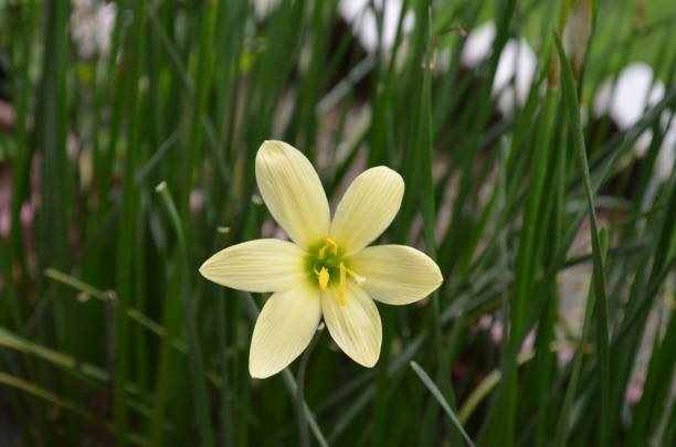 zephyranthes è un genere di piante della famiglia amaryllis. altri nomi giglio pioggia, zephyr lily magic o fairy lily. angiosperme, monocotelle, tracheofiti. fiore di colore giallo. - zephyranthes lily foto e immagini stock