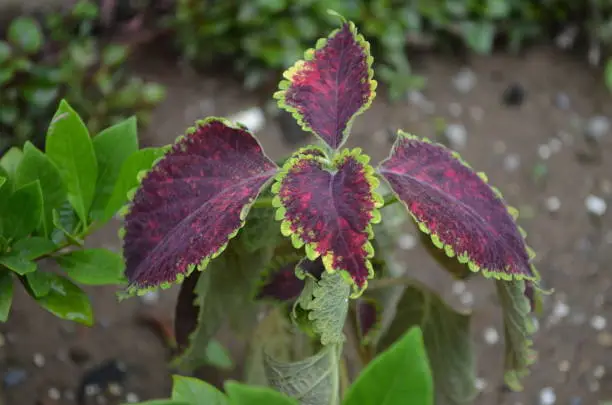 Coleus is a genus of annual or perennial herbs or shrubs,sometimes succulent, sometimes with a fleshy or tuberous rootstock. Lamiaceae.Cultivated as ornamental plants for its brightly coloured foliage